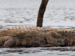 Mugger crocodile in Nagarhole National Park, India.