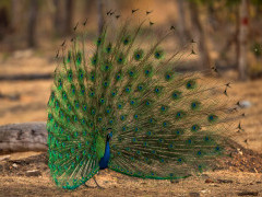 Indian peafowl in Nagarhole National Park, India.