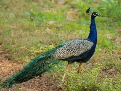 Indian peafowl in Nagarhole National Park, India