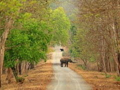 Asian elephant and sloth bear in Nagarhole National Park, India.