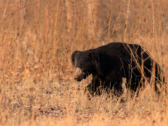 Sloth bear in Nagarhole National Park, India.