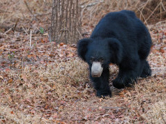 Sloth bear in Nagarhole National Park, India.