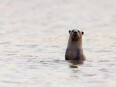 Smooth coated otter in Nagarhole National Park, India.