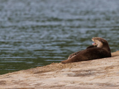 Smooth-coated otter in Nagarhole National Park, India.