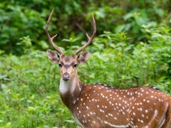 Spotted deer in Nagarhole National Park, India