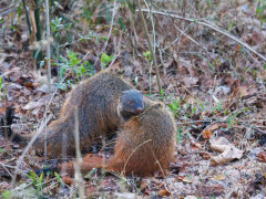Stripe-necked mongoose in Nagarhole National Park, India.