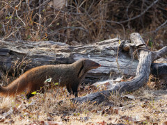 Stripe-necked mongoose in Nagarhole National Park, India.