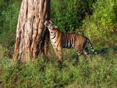 Tiger in Nagarhole National Park, India