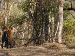 Tiger in Nagarhole National Park, India.
