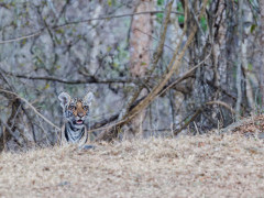 Tiger cub in Nagarhole National Park, India.