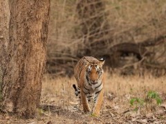 Tiger in Nagarhole National Park, India