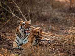 Tiger in Nagarhole National Park, India.