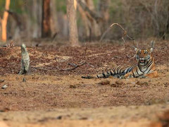 Tiger in Nagarhole National Park, India.
