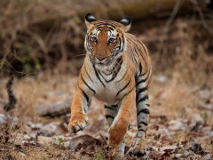 Tiger in Nagarhole National Park, India.
