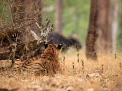 Tiger in Nagarhole National Park, India.