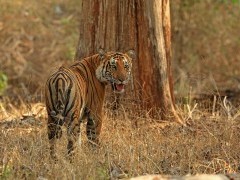 Tiger in Nagarhole National Park, India.