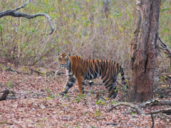 Tiger in Nagarhole National Park, India.
