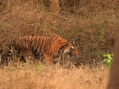 Tiger in Nagarhole National Park, India.