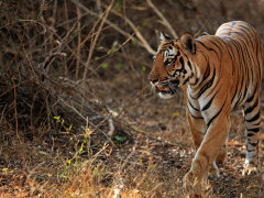 Tiger in Nagarhole National Park, India.