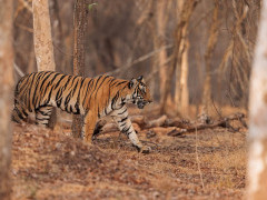 Tiger in Nagarhole National Park, India.
