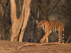 Tiger in Nagarhole National Park, India.