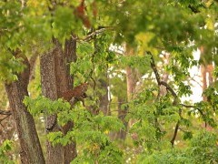 Leopard in Nagarhole National Park, India.