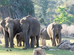 Asian elephant in Nagarhole National Park, India.