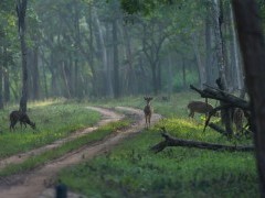Spotted deer in Nagarhole National Park, India.