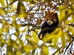 Red panda in Singlilia National Park on the India/Nepal border.