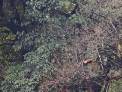 Red panda in Singlilia National Park on the India/Nepal border.