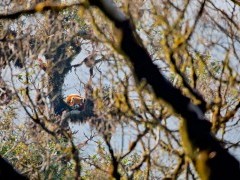 Red panda in Singlilia National Park on the India/Nepal border.