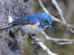 Himalayan bluetail in India.