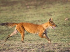Dhole in Panna National Park, India.