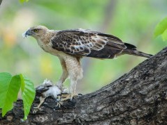 Changeable hawk eagle in India.