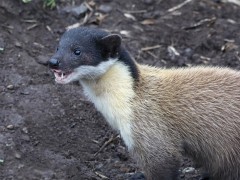 Yellow throated-marten in India.