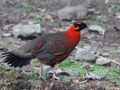 Satyr tragopan in India.
