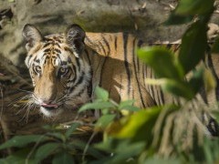 Tiger in Panna National Park, India.