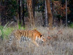 Tiger in Panna National Park, India.