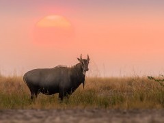 Nilgai at sunset in India