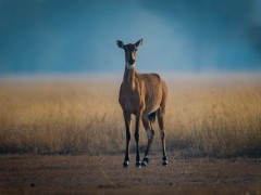 Nilgai calf in India
