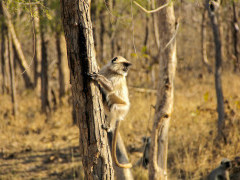 Grey langur in Panna National Park, India