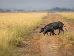 Indian boar in Panna National Park, India