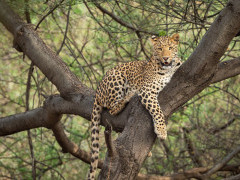 Leopard in Panna National Park, India