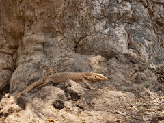 Monitor lizard in Panna National Park, India