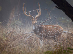 Spotted deer in Panna National Park, India