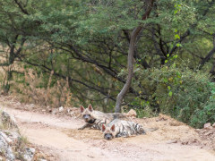 Striped hyena in Panna National Park, India