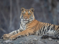 Tiger in Panna National Park, India