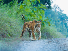 Tiger in Panna National Park, India