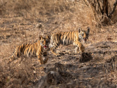 Tiger in Panna National Park, India