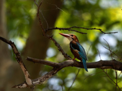 White-breasted kingfisher in Panna National Park, India